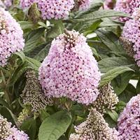 Buddleia Little Rockstars Pink