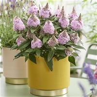 Buddleia Little Rockstars Pink