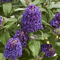 Buddleia Little Rockstars Purple