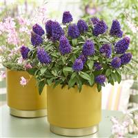 Buddleia Little Rockstars Purple