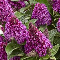 Buddleia Little Rockstars Red