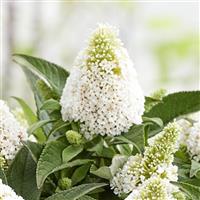 Buddleia Little Rockstars White