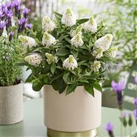 Buddleia Little Rockstars White