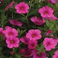 Aloha Clear Pink Calibrachoa