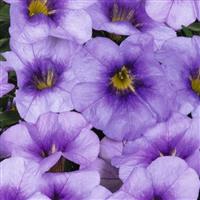Bloomatastic Blue Sky Calibrachoa