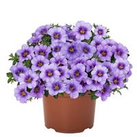 Bloomatastic Blue Sky Calibrachoa