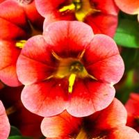 Cielo Orange Star Calibrachoa