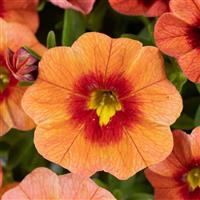 Eyeconic Orange Calibrachoa