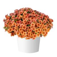 Eyeconic Orange Calibrachoa