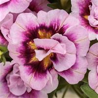 Superbells Double Smitten Pink Calibrachoa