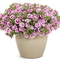 Superbells Double Smitten Pink Calibrachoa