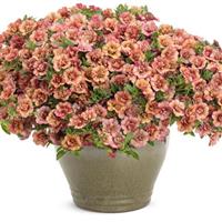 Superbells Double Vintage Coral Calibrachoa