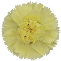 Ilias Carnation
