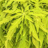 Colorblaze Mini Me Chartreuse Coleus