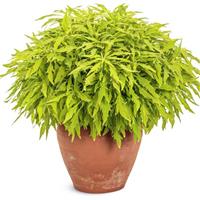 Colorblaze Mini Me Chartreuse Coleus