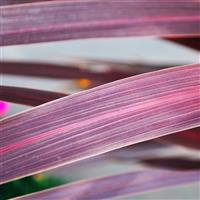 Panic Burgundy Cordyline