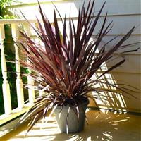 Panic Burgundy Cordyline