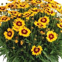 Coreopsis Radiant Velvet in Gold