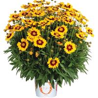 Coreopsis Radiant Velvet in Gold