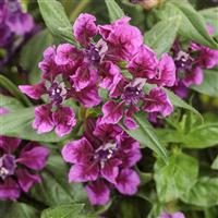 Totally Tempted Vivid Violet Cuphea