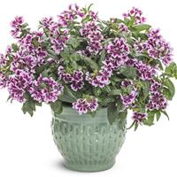 Totally Tempted Frosted Violets Cuphea