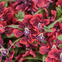 Totally Tempted Richly Red Cuphea