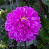 Karma Blue Lagoon Dahlia