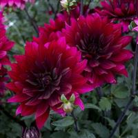 Karma Cabernet Dahlia
