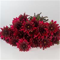 Karma Cabernet Dahlia