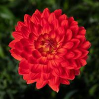 Karma Irene Dahlia