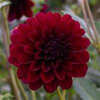 Karma Naomi Dahlia