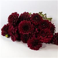 Karma Naomi Dahlia