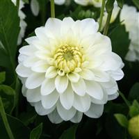Karma White Pearl Dahlia