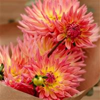 Karma Sangria Dahlia