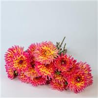 Karma Sangria Dahlia