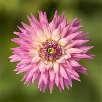 Karma Amanda Dahlia