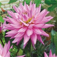 Karma Corona Pink Dahlia