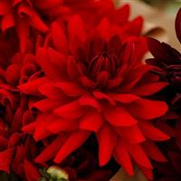 Karma Amora Bright Scarlet Dahlia