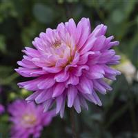 Karma Corona Purple Dahlia