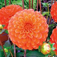 Karma Fox Orange Dahlia