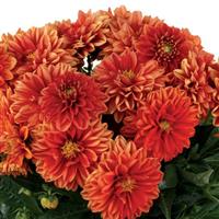 Novation Orange Dahlia