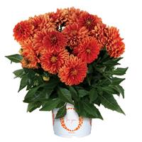 Novation Orange Dahlia