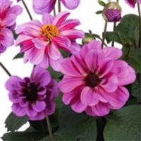Revelation Pink Dahlia
