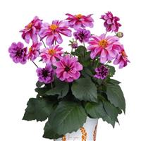 Revelation Pink Dahlia
