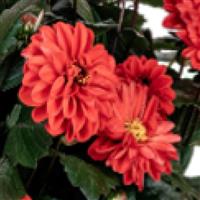Revelation Red Dahlia
