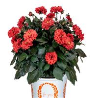 Revelation Red Dahlia