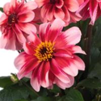 Revelation Salmon Bicolor Dahlia