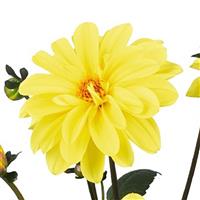 Revelation Yellow Dahlia