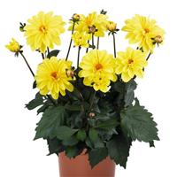 Revelation Yellow Dahlia