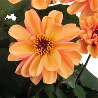 Revelation Soft Orange Dahlia